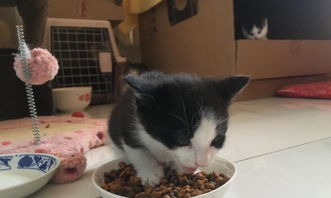 猫咪的肉食饮食（以肉类为主的健康猫咪饮食计划）