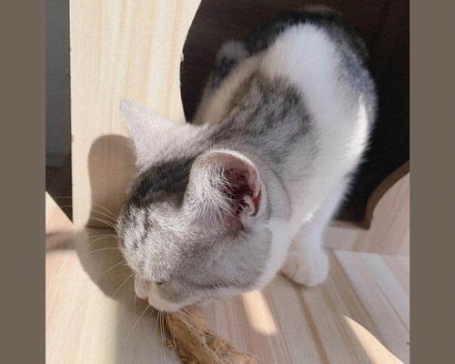 猫咪的食谱之鸡脖子和鸡头（给你的爱宠营养丰富的食物）
