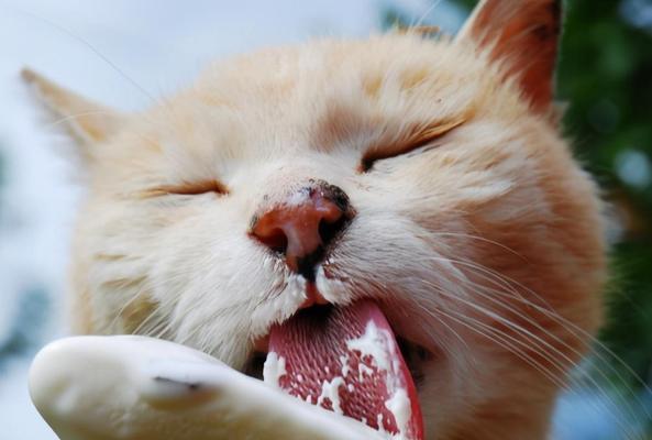 猫咪可以吃乳酪棒吗（探究猫咪是否适合食用乳酪棒）