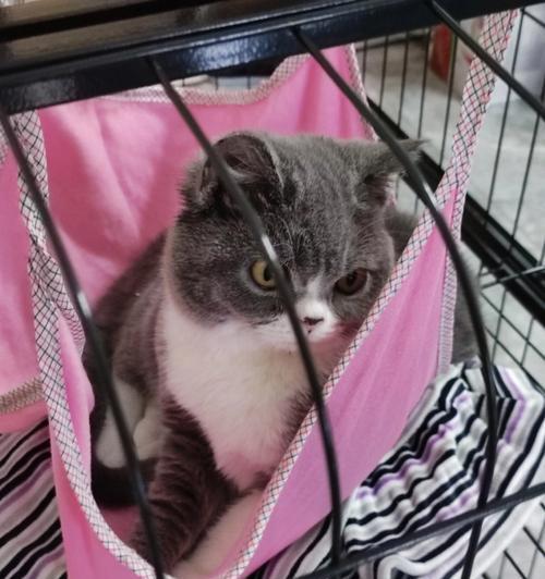 猫咪能吃三文鱼吗（了解宠物饮食的必要性及三文鱼对猫咪的影响）