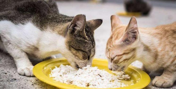 猫咪的盐摄入量是否应该受到限制（为什么猫咪只能吃少量盐）