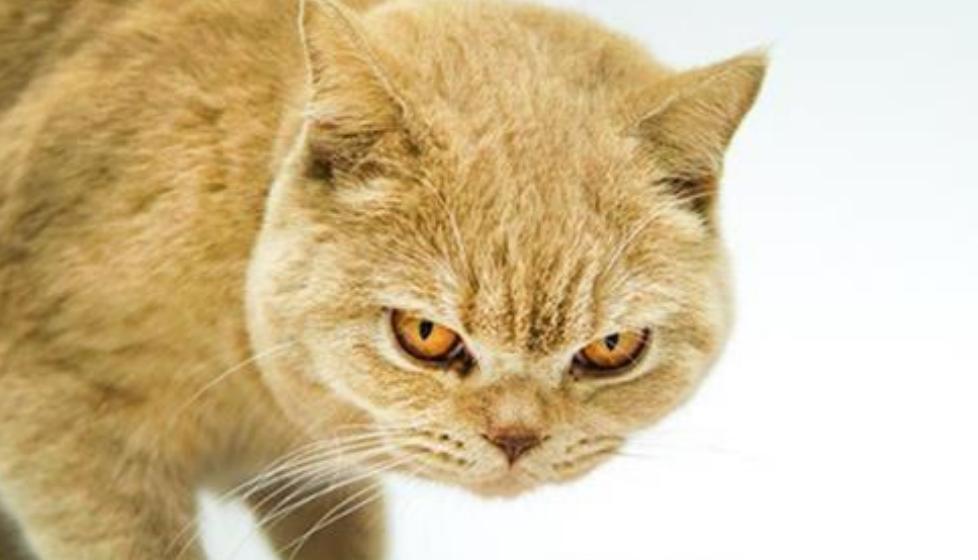 猫咪能吃生鸡蛋吗（宠物饮食知识详解——让您的猫咪吃得健康快乐）