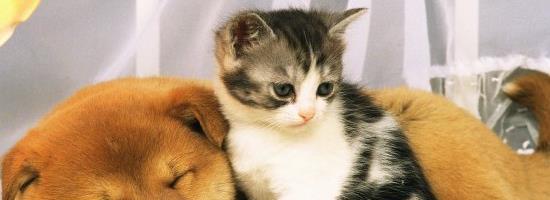 猫咪能吃生鸡蛋吗（宠物饮食知识详解——让您的猫咪吃得健康快乐）