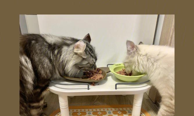 猫咪的饮食之谜（揭秘猫咪的饮食习惯）
