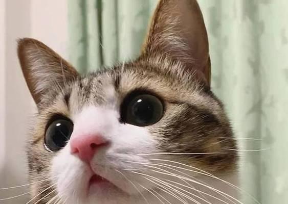 猫咪能否吃蟑螂（揭开猫咪吃蟑螂的真相）