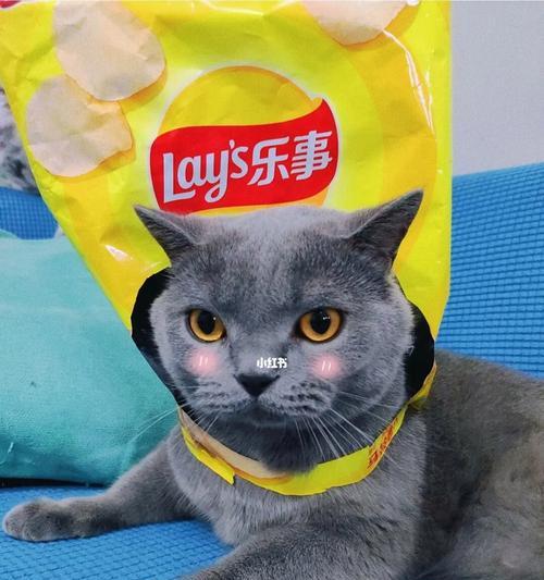 猫咪可以吃鱿鱼丝吗（探讨猫咪食用鱿鱼丝的好处与注意事项）