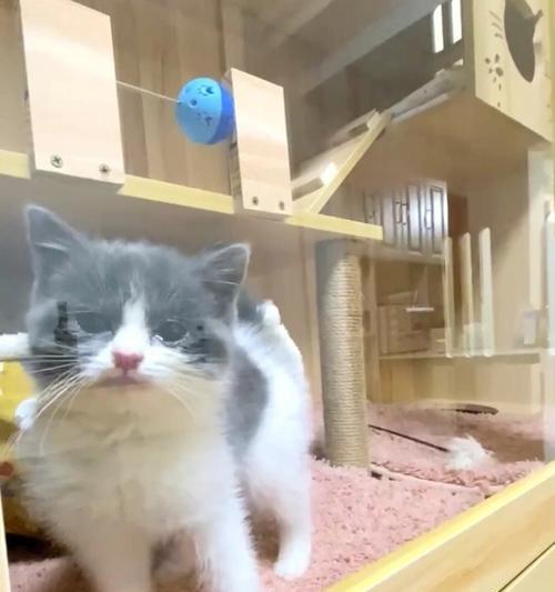 猫咪开门之谜（探究猫咪是否有能力打开卧室门）