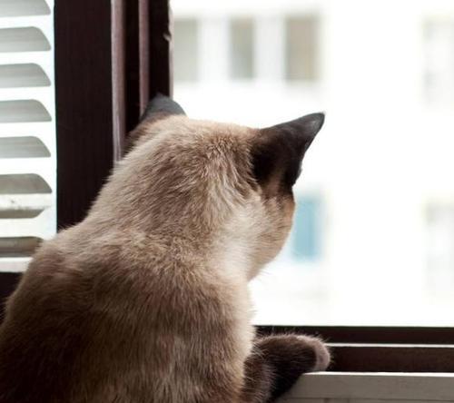 猫咪开门之谜（探究猫咪是否有能力打开卧室门）
