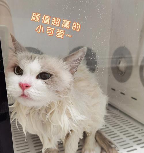 猫咪开门之谜（探究猫咪是否有能力打开卧室门）