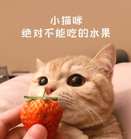 猫咪能喝柠檬水吗（探究猫咪饮食安全）