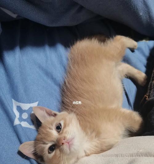 猫咪能喝柠檬水吗（探究猫咪饮食安全）