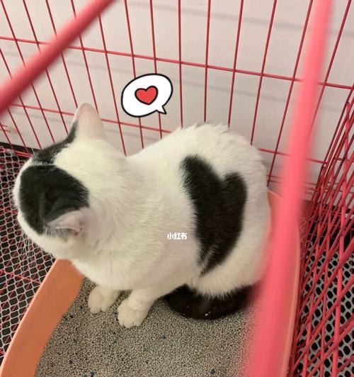 火车托运宠物指南（猫咪也可以上火车）