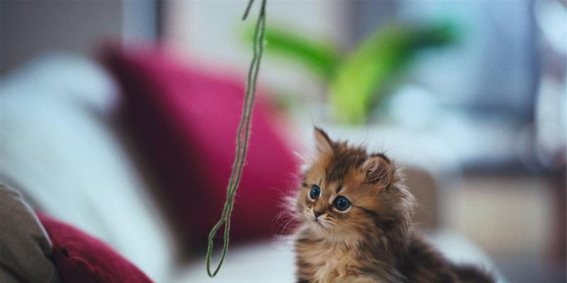 如何让宠物猫咪接纳新来的猫咪（解决宠物猫咪之间相处问题）