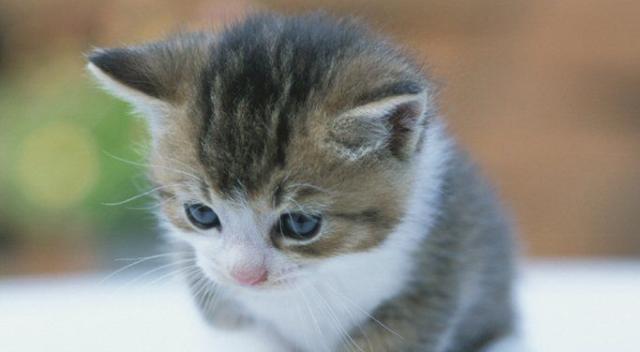 如何让宠物猫咪接纳新来的猫咪（解决宠物猫咪之间相处问题）