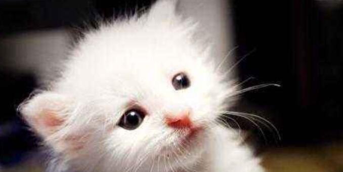 猫咪近亲繁殖的可行性探讨（揭秘近亲繁殖对猫咪的影响及如何避免亲缘交配）