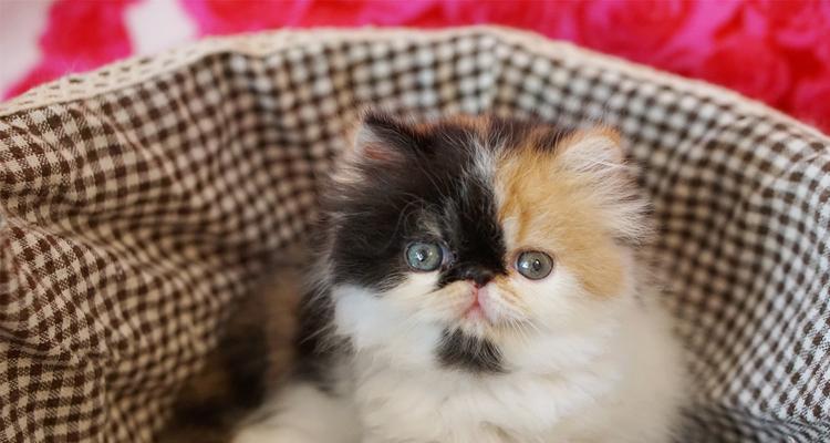 猫咪性别的猜测方法（如何从猫咪的外貌和行为看出性别）