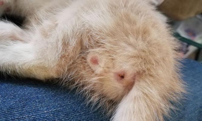 猫咪性别的猜测方法（如何从猫咪的外貌和行为看出性别）
