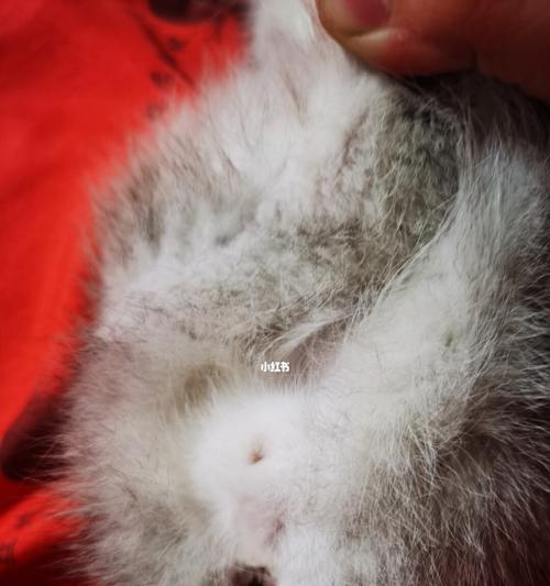 猫咪性别的猜测方法（如何从猫咪的外貌和行为看出性别）