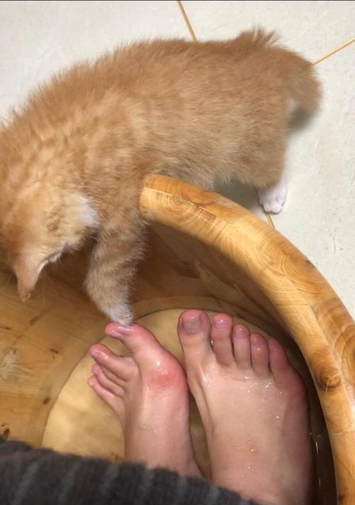 猫咪可以泡脚水吗（探讨宠物猫泡脚水的利弊及注意事项）