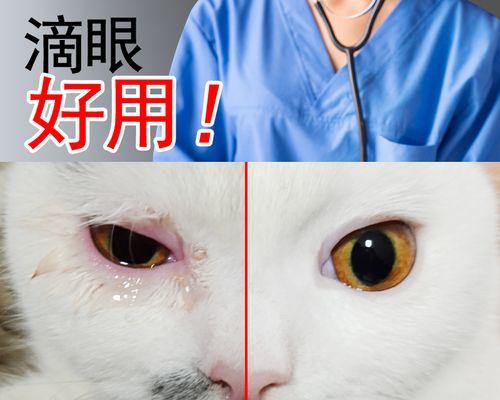 宠物猫咪的眼药水使用指南（如何安全有效地为猫咪使用人用眼药水）