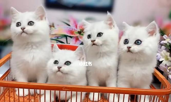 送人一只可爱的猫咪，让TA拥有最好的陪伴（探讨送猫咪作为礼物的心理价值及实际操作步骤）