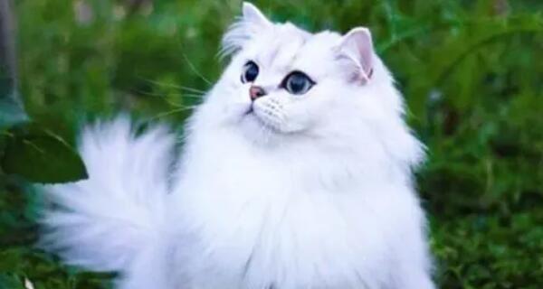 揭秘性格好的猫的品种特征（探究性格温顺的猫咪品种）