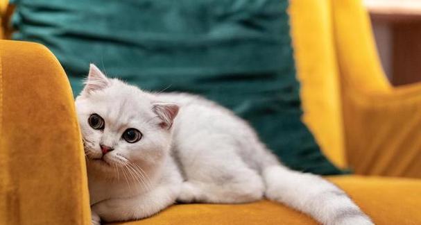性格最好的宠物猫咪（探究最适合家庭的宠物猫种——英国短毛猫）