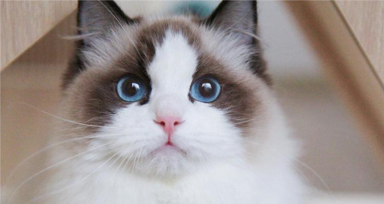 性格最好的宠物猫咪（探究最适合家庭的宠物猫种——英国短毛猫）