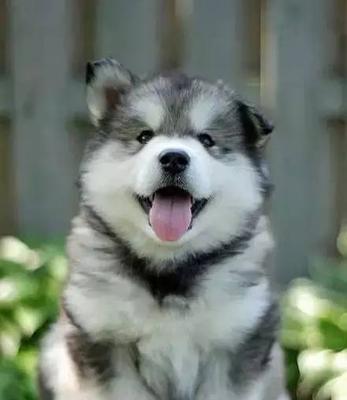 狂野之美——阿拉斯加犬的独特魅力（探索阿拉斯加犬的历史和特征）
