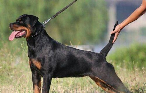 探索最凶猛的60种宠物狗狗（以体型、攻击力、训练难度为指标）