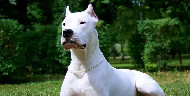 探索最凶猛的60种宠物狗狗（以体型、攻击力、训练难度为指标）