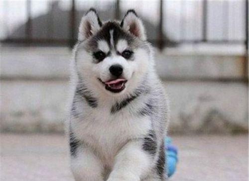 揭秘雪狼狗的身份——它到底是哈士奇吗？