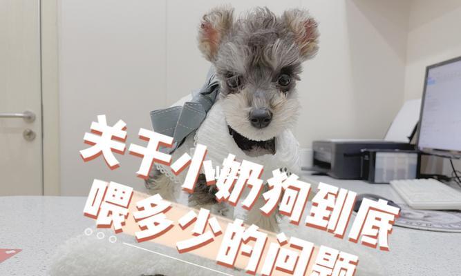 雪纳瑞的日常狗粮摄入量（了解雪纳瑞的饮食需求）