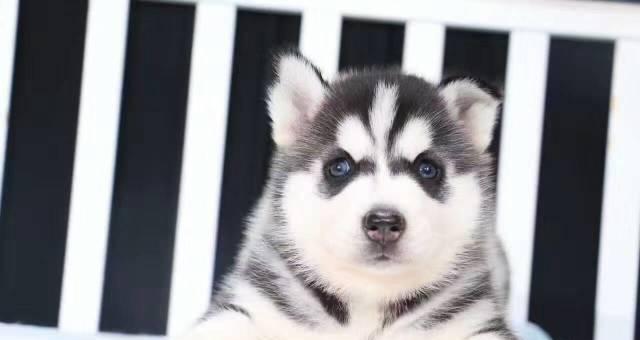 雪橇犬和哈士奇幼犬的狗粮如何选择（以宠物为主）