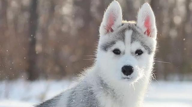 雪橇犬和哈士奇幼犬的狗粮如何选择（以宠物为主）