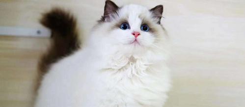 了解血统布偶猫——从血统到养护（探究血统背景、品种特点、饲养要点）