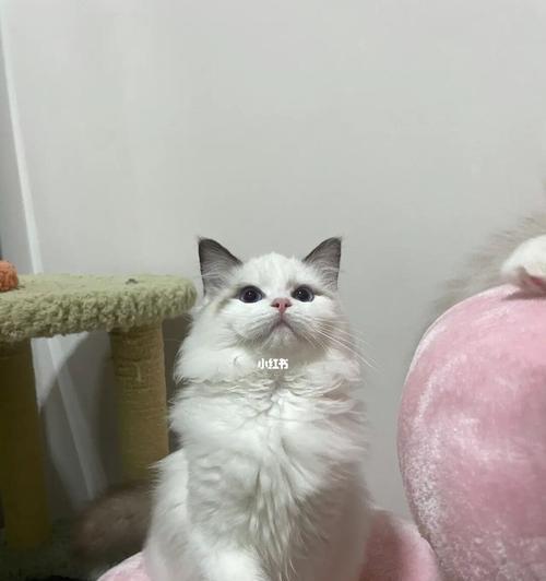 保护宠物健康，从疫苗开始（以血统布偶猫疫苗为例）
