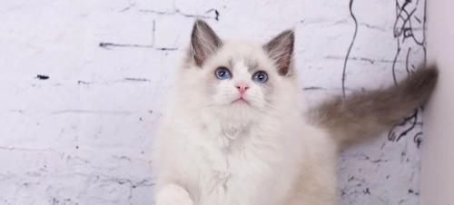 保护宠物健康，从疫苗开始（以血统布偶猫疫苗为例）