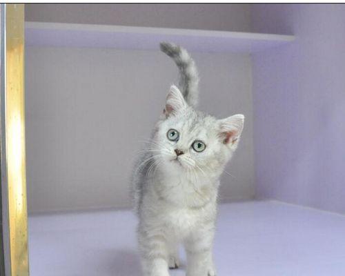 抽签助你找回走失的爱猫（如何运用八卦神数寻找宠物猫的有效方法）