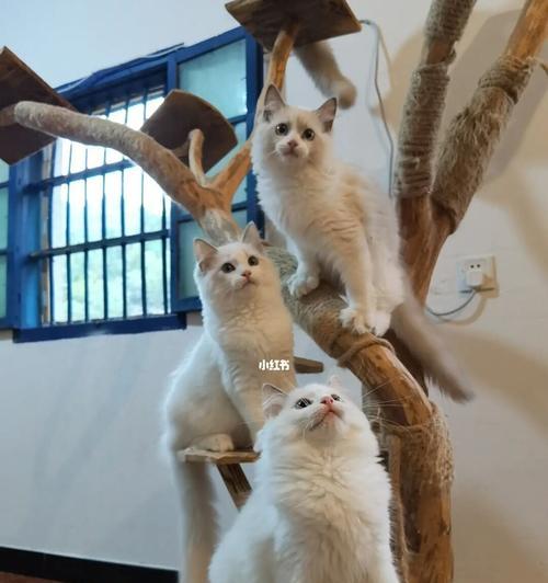 如何训练布偶猫成狗（以宠物为主）