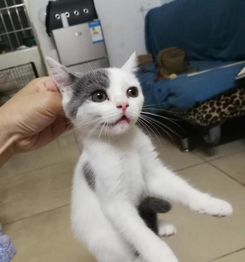 如何训练小猫不乱拉屎拉尿（有效的宠物训练方法）