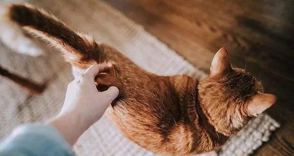如何训练小猫不乱拉屎拉尿（有效的宠物训练方法）