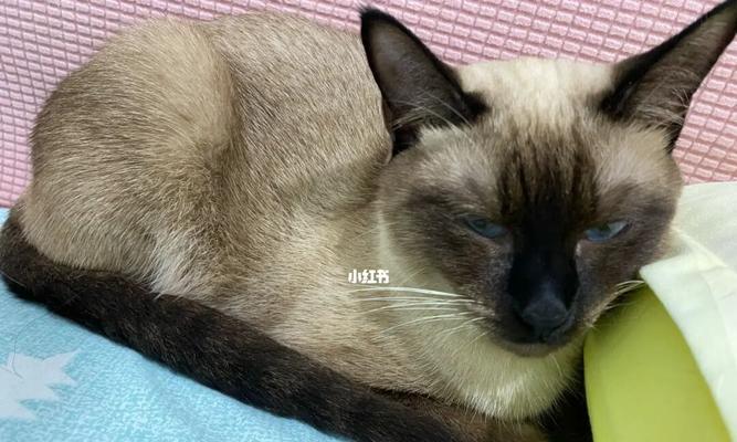 如何训练暹罗猫握手（让你的暹罗猫成为聪明的小精灵）