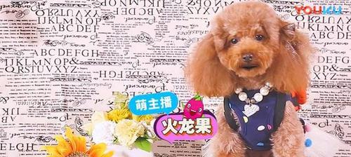 亚洲主播和哈士奇（探秘亚洲主播和哈士奇的生活和趣事）