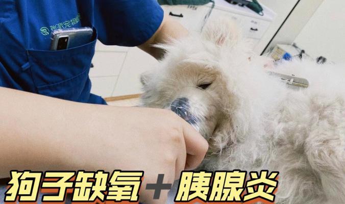 狗狗眼睛疾病的预防与治疗（了解吸烟和胰腺炎对狗狗眼睛的影响）