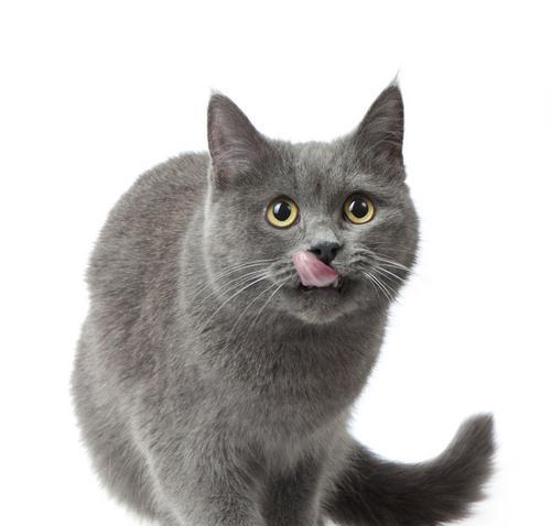 灰色布偶猫（以眼睛中间灰色的布偶猫为主题的宠物养护指南）