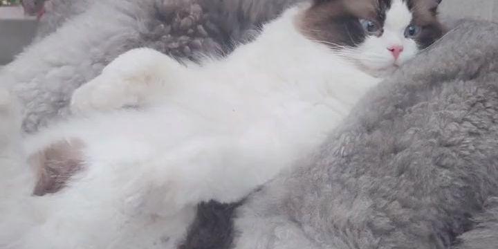 灰色布偶猫（以眼睛中间灰色的布偶猫为主题的宠物养护指南）