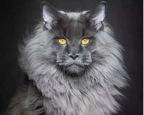 灰色布偶猫（以眼睛中间灰色的布偶猫为主题的宠物养护指南）