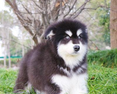 养阿拉斯加犬的费用到底有多高（一份详细的宠物养育预算和养护方案）