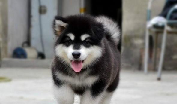 养阿拉斯加犬的费用到底有多高（一份详细的宠物养育预算和养护方案）